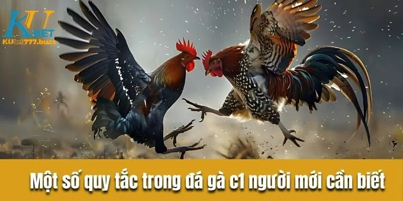 Tìm hiểu đá gà c1 là gì? Khám phá quy tắc sảnh chơi đá gà Một số quy tắc trong đá gà c1 người mới cần biết