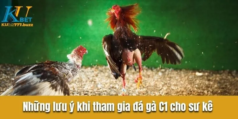 Tìm hiểu đá gà c1 là gì? Khám phá quy tắc sảnh chơi đá gà Những lưu ý quan trọng khi tham gia đá gà C1 cho sư kê